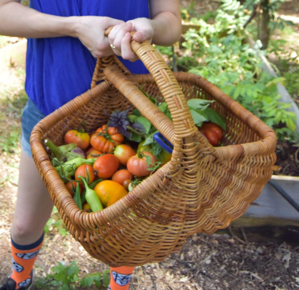 gardening harvest basket